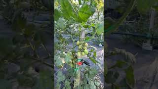 ripening tomatoes gardening tomato vegetables asmr agribros satisfying nature naturelovers [upl. by Yrome596]