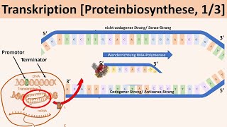 Transkription Proteinbiosynthese 13  Biologie Genetik Oberstufe [upl. by Sev]