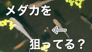 スジエビはメダカを生捕りして食べるのか？観察シリーズ2回目 [upl. by Keram]