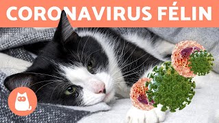 CORONAVIRUS DU CHAT  Symptômes et Traitement [upl. by Abeu]