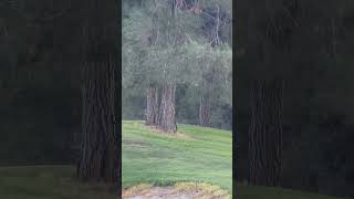 Bobcat chasing a squirrel around a Tree bobcat squirrel [upl. by Aleel]