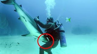 10 Unbelievable Shark Moments Caught on Camera [upl. by Ary]