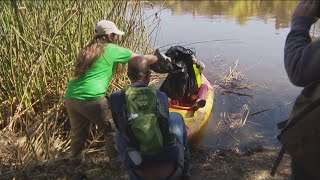 Volunteers clean up San Diego River before rainy season [upl. by Lapides]