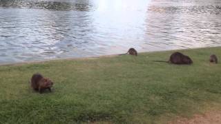 Nutria rats in Hermann Park Houston [upl. by Aminta936]