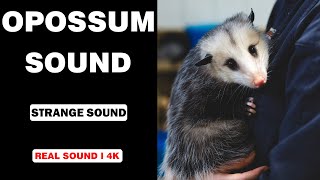 Real Opossum Sounds  High Quality  Interesting Opossum Sound Experience  4K [upl. by Ytram]