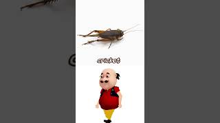 cricket birds short shorts funny trending viral ytshorts funnyshorts trendingshorts video [upl. by Thackeray324]