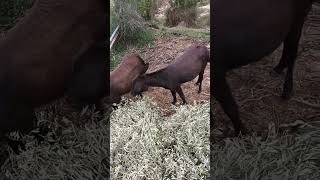 dando de comer a las burras [upl. by Llertnod838]