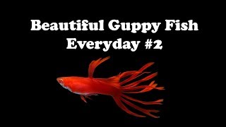 Guppy Channel  Beautiful Guppy Fish Everyday 2 [upl. by Templa]