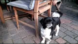 Shih Tzu Tibetanischer Hirtenhund HamburgFinkenwerder Germany [upl. by Efthim]