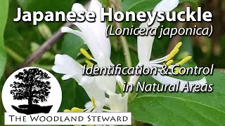 Japanese Honeysuckle Lonicera japonica  Identification amp Control June 9 2020 [upl. by Stricklan]