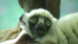 Sifaka at three months old Saint Louis Zoo [upl. by Fred19]