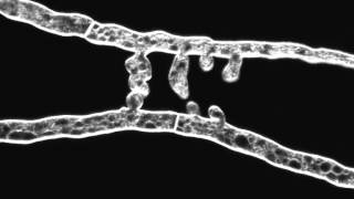 Chemotropic interaction between fusion hyphae in N crassa Hyphae stained with FM464 [upl. by Yirinec]