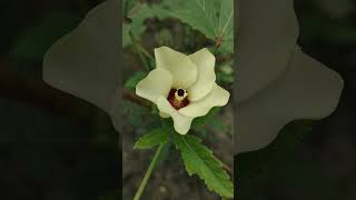 ঢেঁড়শ ফুলAbelmoschus esculentus flowers vegetables food beautiful beauty garden nature [upl. by Traggat]