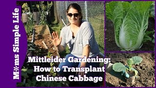 Mittleider Gardening How to Transplant Cabbage [upl. by Erasme]