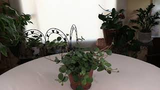 Peperomia tetraphylla ‘Hope’ Care What to Know [upl. by Cherian]