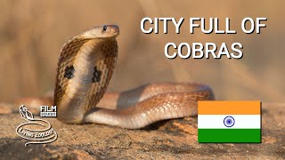 City full of venomous snakes in India Spectacled cobras Russells vipers snake rescues [upl. by Elleivad]