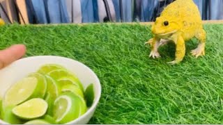 Funny frogs vs lemon 🍋  screaming frogs funny videos [upl. by Nailluj295]