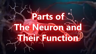 Parts of The Neuron and Their Function [upl. by Znarf]