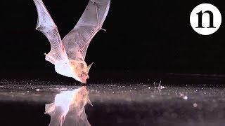 BAT SENSE  by Nature Video [upl. by Aicenaj682]