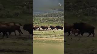 Cunning Grizzly Seizes Opportunity to Hunt Straggling Bison Calf from Fleeing Herd [upl. by Ecinhoj875]