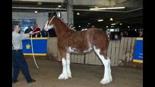 Ontario Clydesdales [upl. by Tempest]