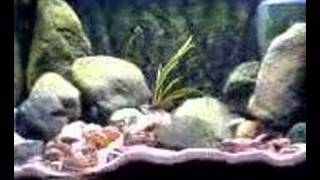 Neolamprologus Multifasciatus Biotopic Tank Part 4 [upl. by Matusow818]