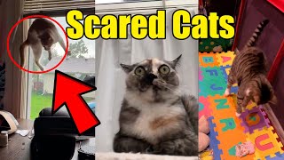 Best Scared Cats Compilation 2021 🙀😹 Reaction [upl. by Llennod]