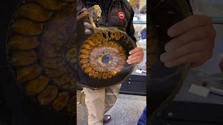 How Ammonite Fossil formed shorts [upl. by Enajaras]