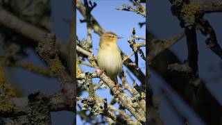 Willow Warbler Song amp Call  Beautiful Bird Sounds birds [upl. by Rambow800]