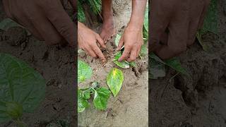 পানের গোড়া পচন রোগ Betel Stem rot [upl. by Love633]