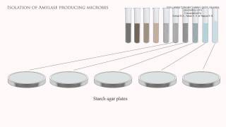 Isolation of amylase producing microbes [upl. by Byram]