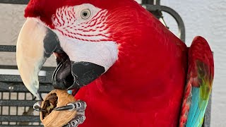 3 Things To Know Greenwing Macaw 🦜 Parrot [upl. by Nahpos]