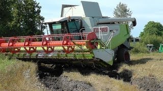 Lettland Dreschen am Limit  Lexion 560 mit 1050er Reifen uncut [upl. by Iohk394]