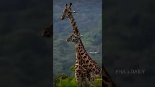 Facts about Giraffe 🦒 😱 [upl. by Laekcim]