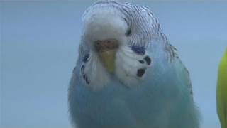 How To Tell The Gender Of Pet Budgies [upl. by Ainer]