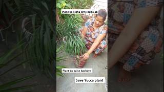 houseplant indoorplants viralvideo houseplants youtubeshorts indoorplantlover [upl. by Nnahaid344]