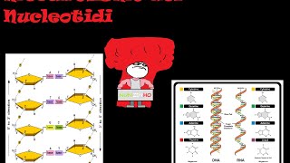 Il Metabolismo dei nucleotidi sintesi e turnover [upl. by Iroc]