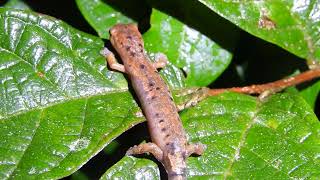 Bolitoglossa conanti Salamandra de Conant  Conants Mushroomtongue Salamander Video 01 [upl. by Inal82]