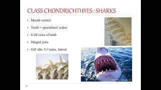 Class Chondrichthyes  1 [upl. by Forlini]