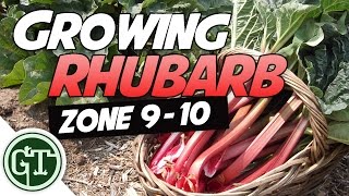 Growing Rhubarb in Hot Climates  Zone 910  Organic Garden Methods [upl. by Wincer848]