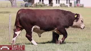 Lot 27 MHPT478 Melville Herefords 2024 [upl. by Bowie]