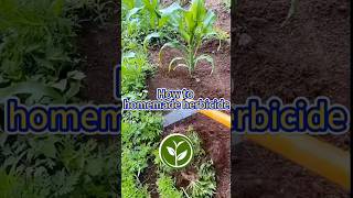 How to homemade herbicide shortvideo garden howto youtubeshorts agriculture viralvideo [upl. by Ellehcin564]