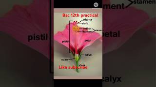 Botany file practical Bsc 12th k liye practical reelviral exam biologyclass bsc3rdsem [upl. by Rich]