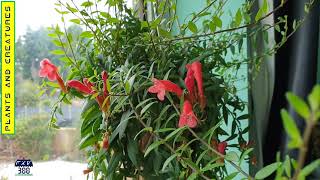 Lipstick Plant  Aeschynanthus Radicans Rasta [upl. by Tdnarb]