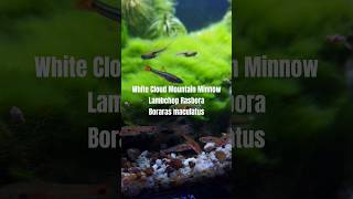 White Cloud Mountain Minnow Lambchop Rasbora ซิวข้างขวาน Boraras maculatus ซิวเพชรน้อยสามจุด [upl. by Severn]