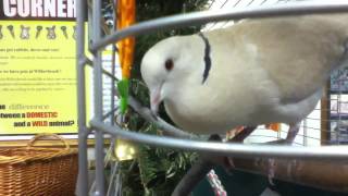 Ring Necked Dove Cooing [upl. by Oigaib]