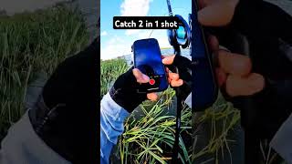 Lucky catch fishinglife fishtank fisherman fishvideo river bass fish aquarium catfish [upl. by Pavia]