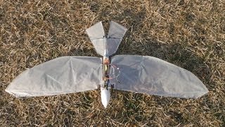 GosHawk 26iV Orcon Film AN36 wing Light Ornithopter First Flight [upl. by Berriman920]