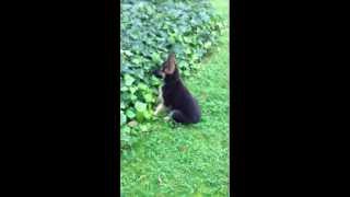 chiot berger allemand tout fou [upl. by Marline]