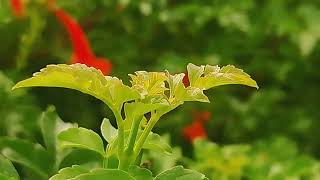 Tecomaria capensis plant and its flower leaves [upl. by Casimire]